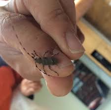 Attēlu rezultāti vaicājumam “Acanthocinus aedilis”