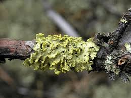 Attēlu rezultāti vaicājumam “Vulpicida pinastri”