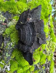 Attēlu rezultāti vaicājumam “Antrodiella semisupina”