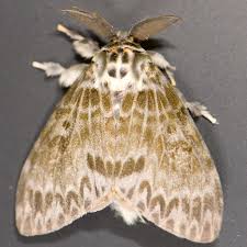 Attēlu rezultāti vaicājumam “Lymantria dispar”