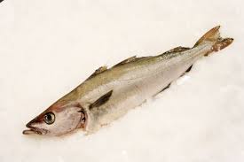 Image result for Pollachius pollachius