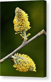 Attēlu rezultāti vaicājumam “Salix cinerea”