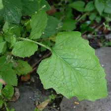 Attēlu rezultāti vaicājumam “Lapsana communis leaf”