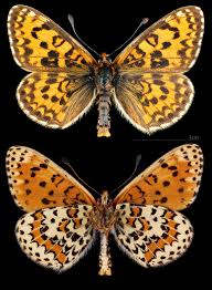 Attēlu rezultāti vaicājumam “Melitaea didyma male”
