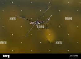 Attēlu rezultāti vaicājumam “Aquarius najas”