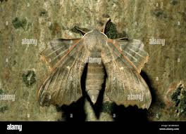 Attēlu rezultāti vaicājumam “Laothoe populi imago”