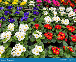 Attēlu rezultāti vaicājumam “Primulaceae”