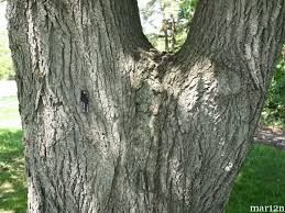 Attēlu rezultāti vaicājumam “Tilia x moltkei”