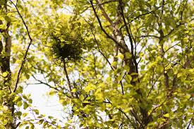 Attēlu rezultāti vaicājumam “Taphrina betulina”