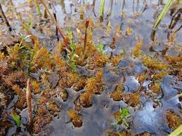 Attēlu rezultāti vaicājumam “Calliergon giganteum”