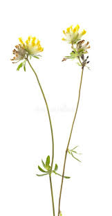 Attēlu rezultāti vaicājumam “Anthyllis arenaria flower”