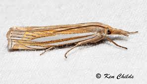 Attēlu rezultāti vaicājumam “Crambus”