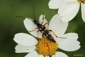 Attēlu rezultāti vaicājumam “Strangalia attenuata”