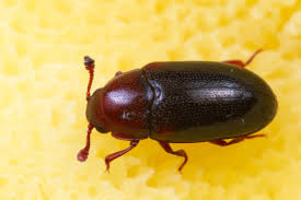 Attēlu rezultāti vaicājumam “Dacne bipustulata”