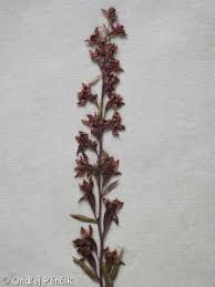 Attēlu rezultāti vaicājumam “Epipactis atrorubens fruit”