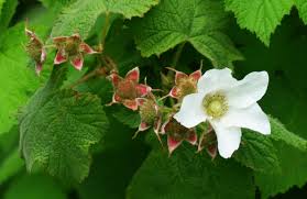 Attēlu rezultāti vaicājumam “Rubus parviflorus”