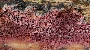 Attēlu rezultāti vaicājumam “Ceriporia purpurea”