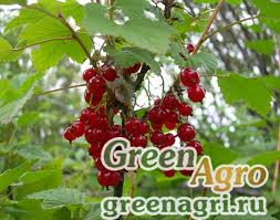 Attēlu rezultāti vaicājumam “Ribes spicatum”