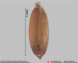 Attēlu rezultāti vaicājumam “Agrostis canina leaf”