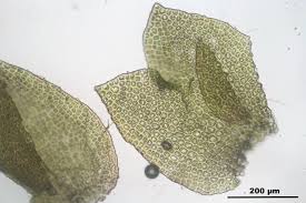 Attēlu rezultāti vaicājumam “Anastrophyllum minutum”