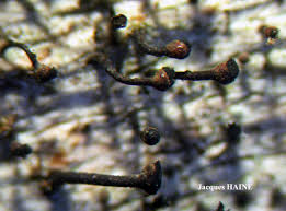 Attēlu rezultāti vaicājumam “Calicium salicinum”