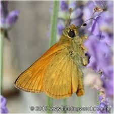 Attēlu rezultāti vaicājumam “Ochlodes sylvanus female”