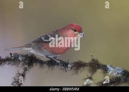 Attēlu rezultāti vaicājumam “Pinicola enucleator adult”