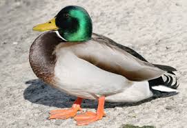 Attēlu rezultāti vaicājumam “Anas platyrhynchos”