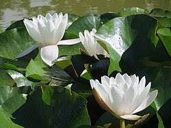 Attēlu rezultāti vaicājumam “Nymphaea alba”