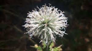 Attēlu rezultāti vaicājumam “Echinops sphaerocephalus leaf”