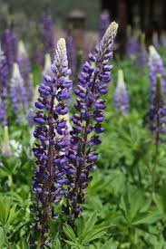 Attēlu rezultāti vaicājumam “Lupinus polyphyllus”