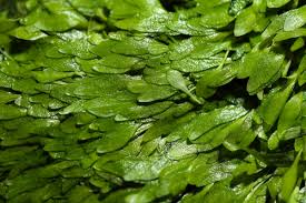 Attēlu rezultāti vaicājumam “Utricularia x neglecta leaf”