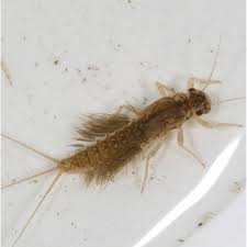 Attēlu rezultāti vaicājumam “Leptophlebia nebulosa”