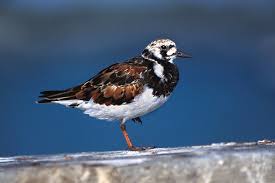 Attēlu rezultāti vaicājumam “Arenaria interpres”