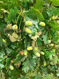 Attēlu rezultāti vaicājumam “Quercus robur fruit”