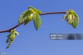 Attēlu rezultāti vaicājumam “Corylus avellana bud”