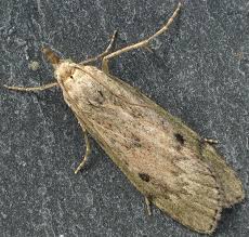 Attēlu rezultāti vaicājumam “Aphomia sociella female”