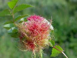 Attēlu rezultāti vaicājumam “Diplolepis rosae”