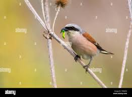 Attēlu rezultāti vaicājumam “Lanius collurio male”