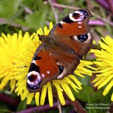 Attēlu rezultāti vaicājumam “Inachis io”