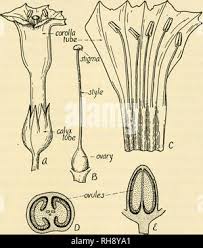 Attēlu rezultāti vaicājumam “Nicotiana tabacum fruit”