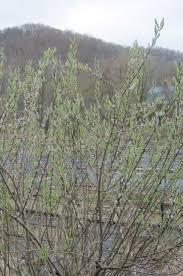 Attēlu rezultāti vaicājumam “Salix myrtilloides”