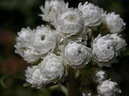 Attēlu rezultāti vaicājumam “Anaphalis margaritacea flower”
