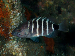 Image result for Hyporthodus niveatus