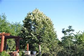 Attēlu rezultāti vaicājumam “Tilia tomentosa flower”