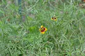 Image result for Ratibida columnifera