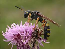 Attēlu rezultāti vaicājumam “Cerceris arenaria”