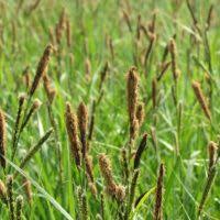 Attēlu rezultāti vaicājumam “Carex acutiformis flower”