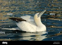 Image result for Morus bassanus