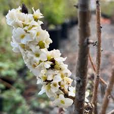 Attēlu rezultāti vaicājumam “Daphne mezereum flower”